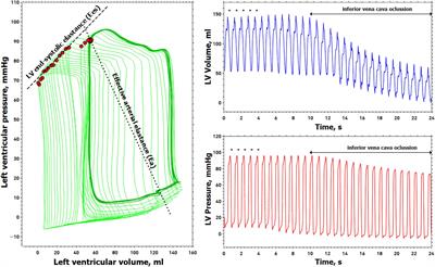 Dynamic Arterial Elastance as a Ventriculo-Arterial Coupling Index: An Experimental Animal Study
